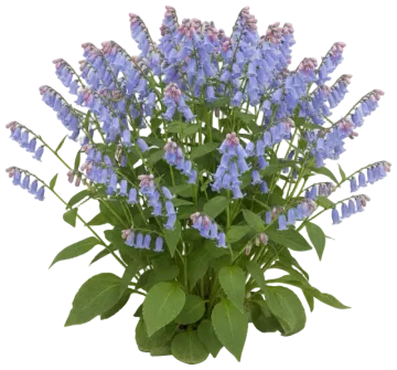 Virginia Bluebells cut-out illustration