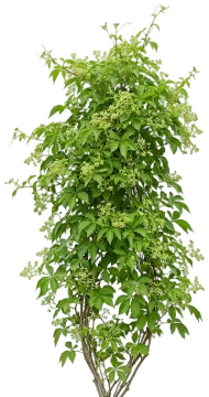 Virginia Creeper cut-out illustration
