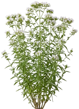 Virginia Mountain Mint cut-out illustration