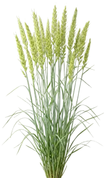 Virginia Wild Rye cut-out illustration