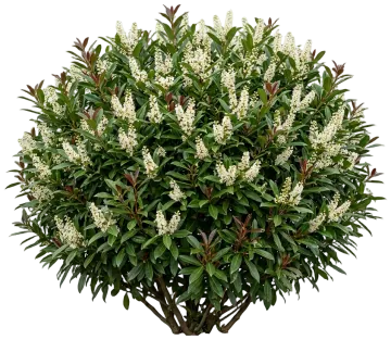 Volcano Cherry Laurel cut-out illustration