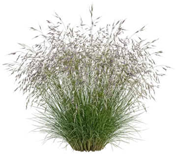 Wavy Hairgrass cut-out illustration