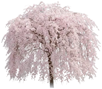 Weeping Cherry cut-out illustration