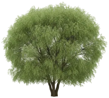 Weeping Willow cut-out illustration