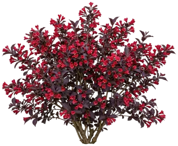 Electric Love Weigela cut-out illustration