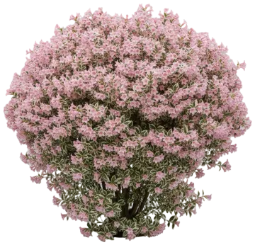 Variegata cut-out illustration