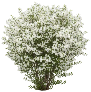 White Weigela cut-out illustration