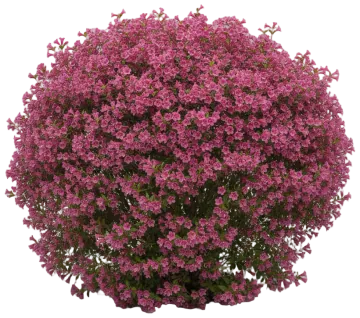 Weigela cut-out illustration