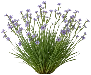 Western Blue-Eyed Grass cut-out illustration