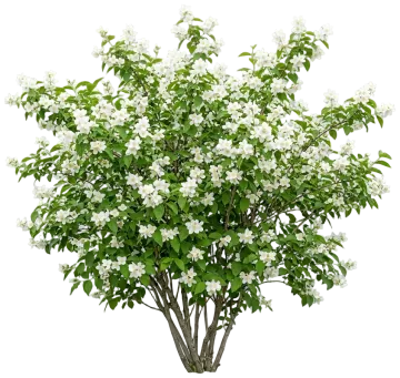 Western Mock Orange cut-out illustration