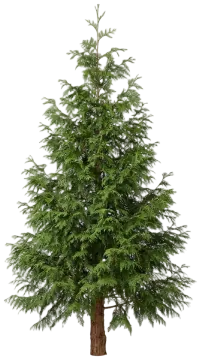 Western Red Cedar cut-out illustration