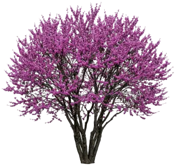 Western Redbud cut-out illustration