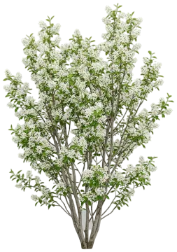 Western Serviceberry cut-out illustration