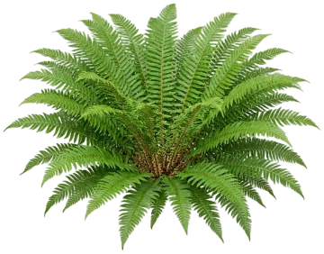 Western Sword Fern cut-out illustration