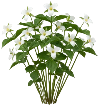 Western Trillium cut-out illustration
