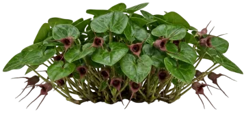 Western Wild Ginger cut-out illustration