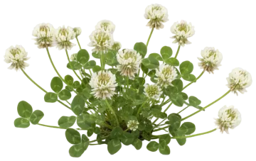 White Clover cut-out illustration