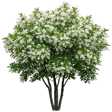 White Fringetree cut-out illustration