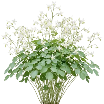 White Inside-Out Flower cut-out illustration