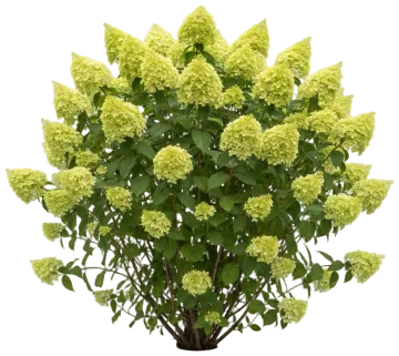 Limelight Hydrangea cut-out illustration