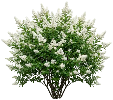 White Meadowsweet cut-out illustration