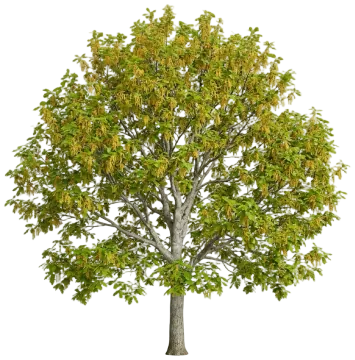 White Oak cut-out illustration