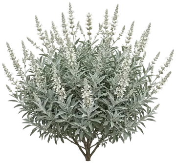 White Sage cut-out illustration