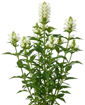 White Turtlehead cut-out illustration