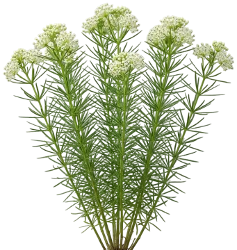 Whorled Milkweed cut-out illustration