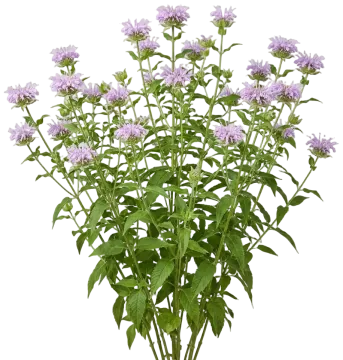 Wild Bee Balm cut-out illustration