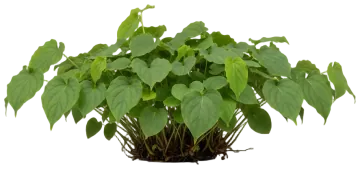Wild Ginger cut-out illustration