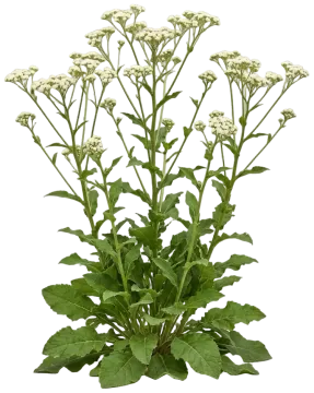 Wild Quinine cut-out illustration