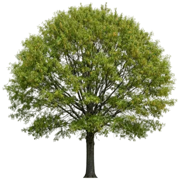 Willow Oak cut-out illustration