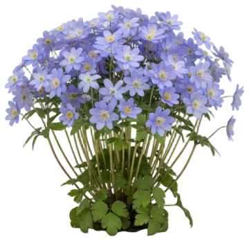 Windflower cut-out illustration
