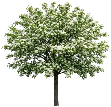 Winter King Green Hawthorn cut-out illustration