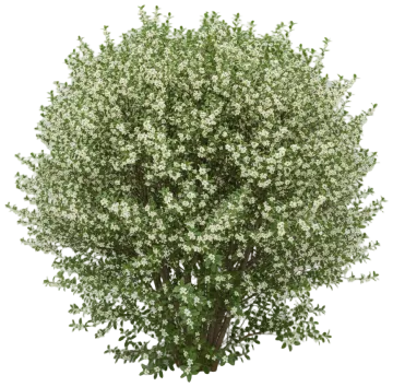 Winterberry cut-out illustration