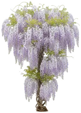Blue Moon Wisteria cut-out illustration
