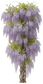 Amethyst Falls Wisteria cut-out illustration