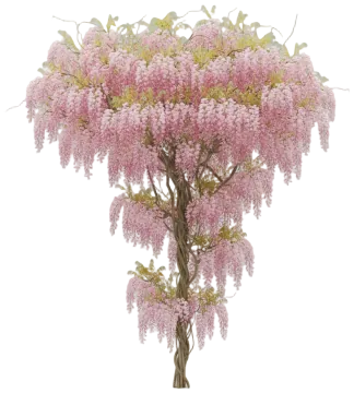 Pink Wisteria (Rosea) cut-out illustration