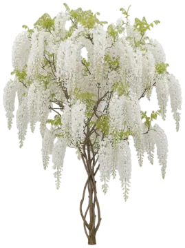 White Wisteria (Alba) cut-out illustration