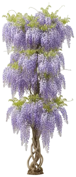 Wisteria cut-out illustration