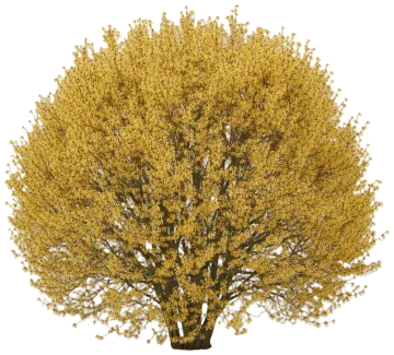 Pallida cut-out illustration