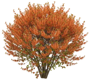 Ozark Witch Hazel cut-out illustration