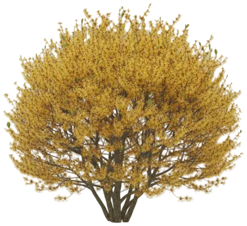 Witch Hazel cut-out illustration