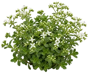 Woodland Stonecrop cut-out illustration