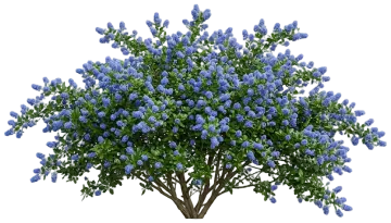 Yankee Point Carmel Creeper cut-out illustration