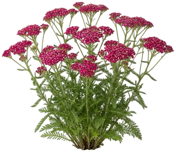 Cerise Queen cut-out illustration