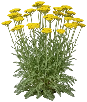 Coronation Gold cut-out illustration