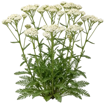 White Yarrow cut-out illustration