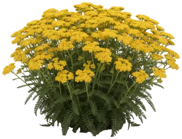 Yarrow cut-out illustration